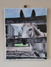 Load image into Gallery viewer, Mule Wall Décor on Distressed Wood Grain Box Sign (19"x16"x1")