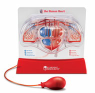 Learning Resources LER3535 Pumping Heart Model, Teaching Aid, Educational